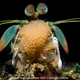 Illustration for article titled These Photos Show the Alien Beauty of Life Underwater